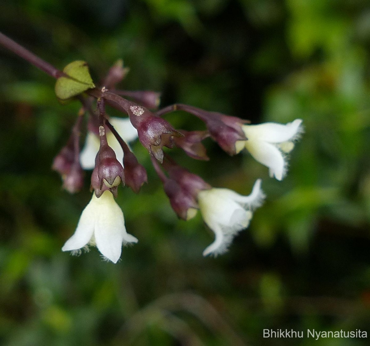 Hedyotis rhinophylla Thwaites ex Trimen